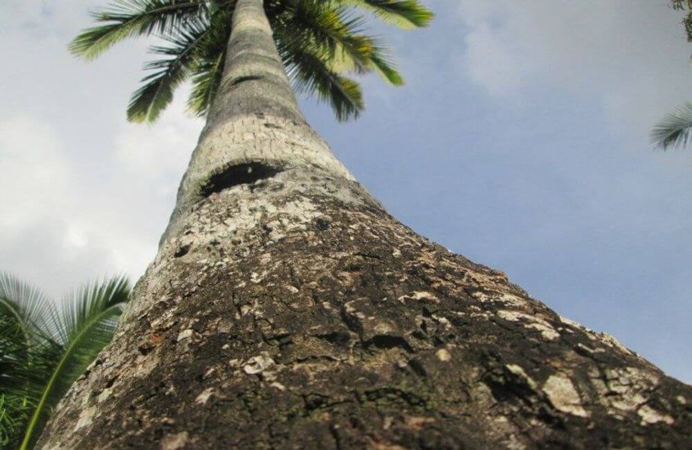 keunggulan pohon kelapa