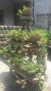 cocopot4
