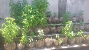 cocopot6