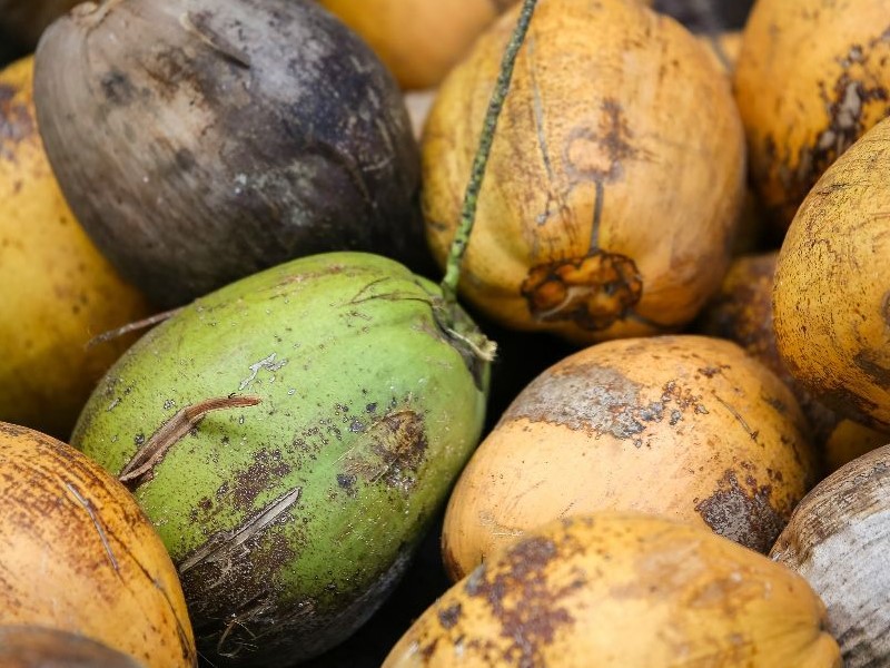 kelapa muda kering