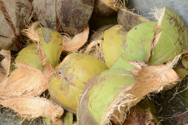 Teknik Pengolahan Sabut Kelapa yang Ramah Lingkungan
