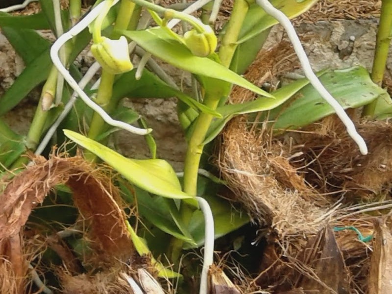 sabut kelapa untuk tanaman