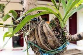 Mengelolah Sabut Kelapa Untuk Media Tanaman Anggrek