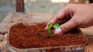Bahan Membuat Cocopeat