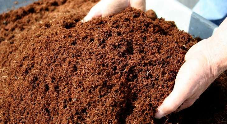 Choosing the Right Cocopeat Supplier for Modern Growing Needs