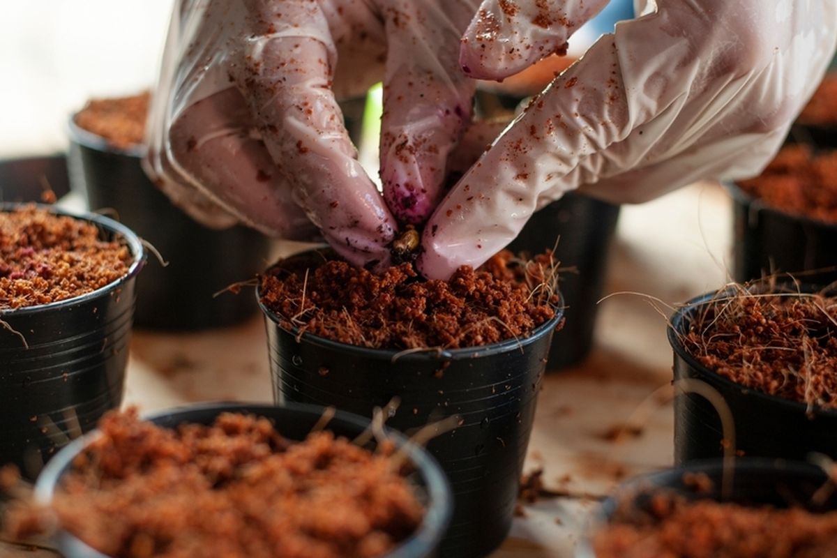 Choosing the Right Cocopeat Supplier for Modern Growing Needs