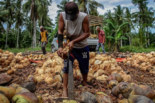 cara mengupas kulit kelapa tua