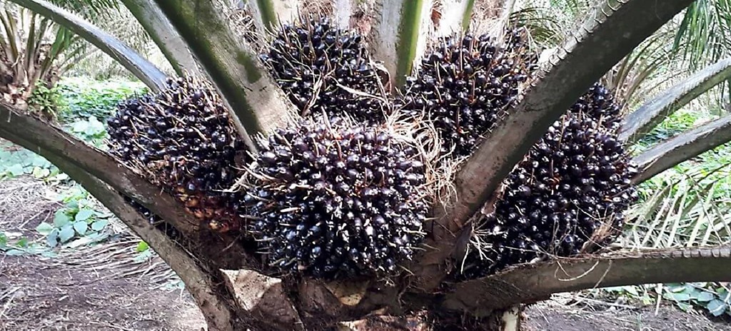 penyebab buah sawit kecil