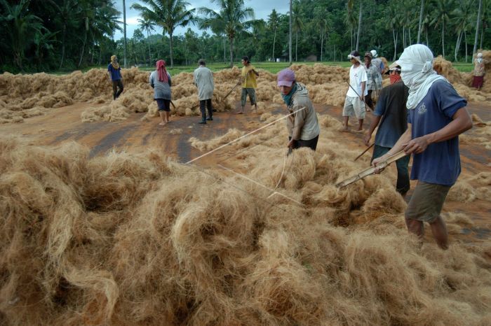 cara pengolahan serat sabut kelapa