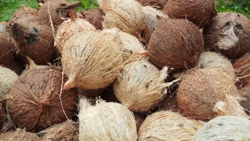Kelapa tua setelah dikupas