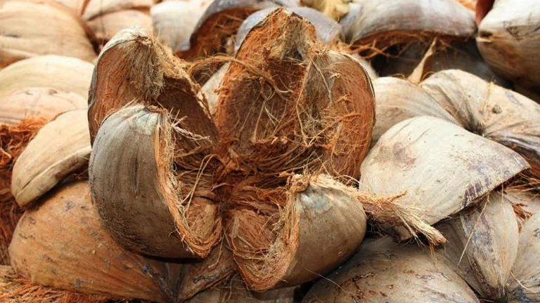 Kelapa tua
