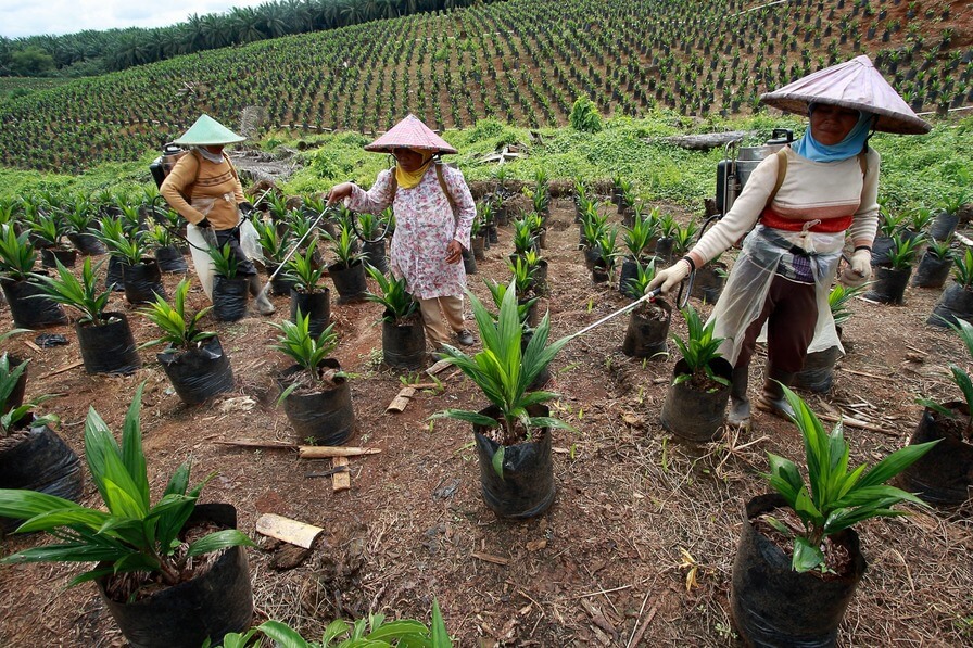 cara pembibitan kelapa sawit