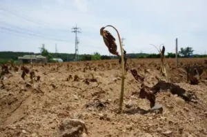 penanaman pohon yang gagal